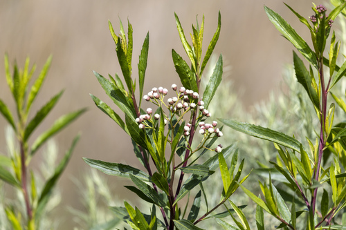 iNaturalist observation photo of mule fat