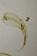 Sarmentypnum exannulatum