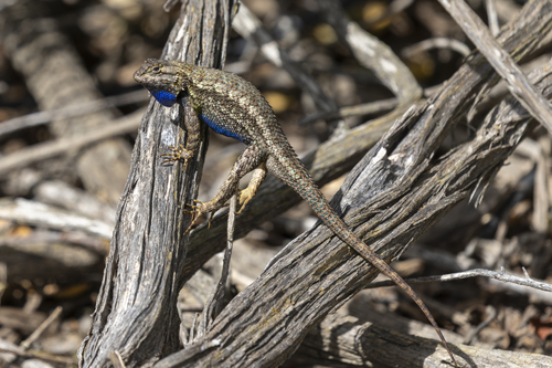 iNaturalist observation photo of Western Fence Lizard