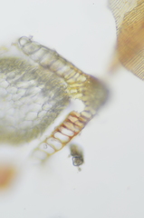 Sarmentypnum exannulatum