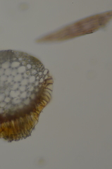 Sarmentypnum exannulatum