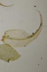 Sarmentypnum exannulatum