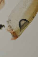 Sarmentypnum exannulatum