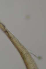 Sarmentypnum exannulatum