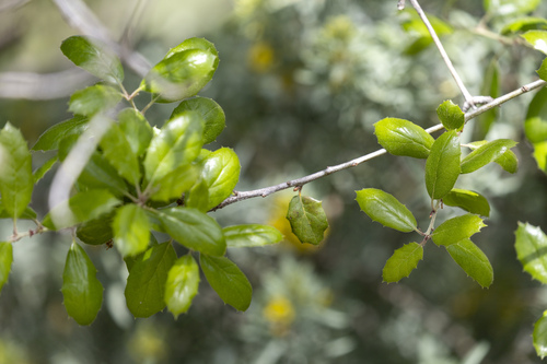 iNaturalist observation photo of coast live oak