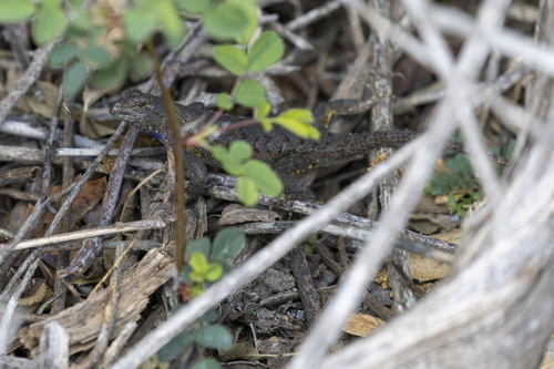 iNaturalist observation photo of Western Fence Lizard