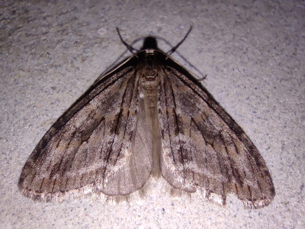 Barred Tooth-striped