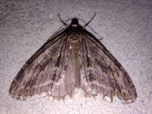 Barred Tooth-striped