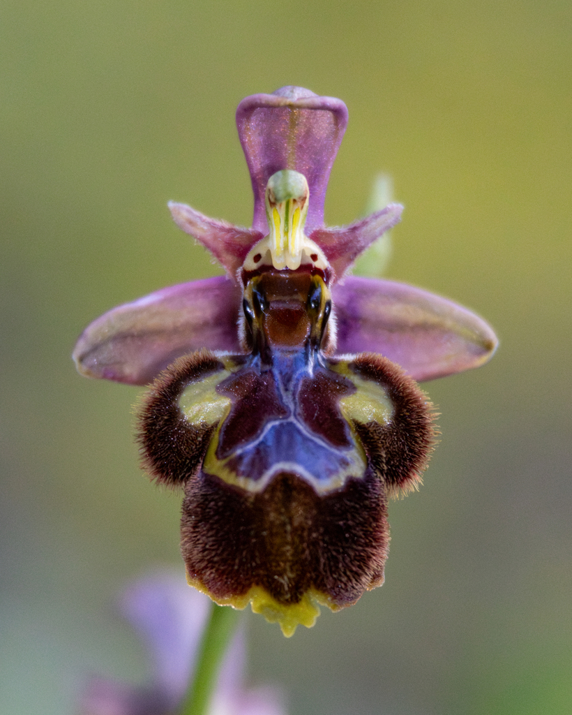 Ophrys × castroviejoi