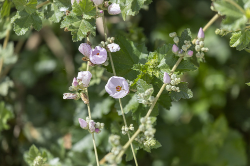 iNaturalist observation photo of southern coastal bushmallow