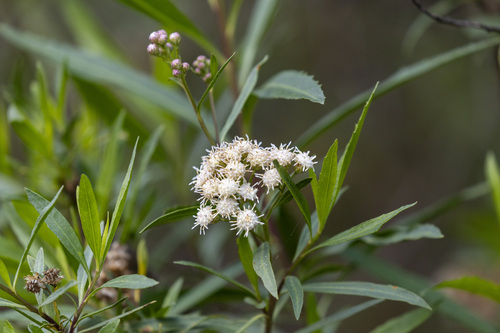 iNaturalist observation photo of mule fat