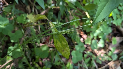 Carex formosensis iNat (2)