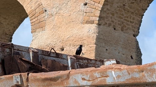 Spotless Starling