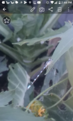 Enallagma carunculatum