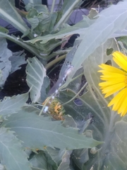 Enallagma carunculatum