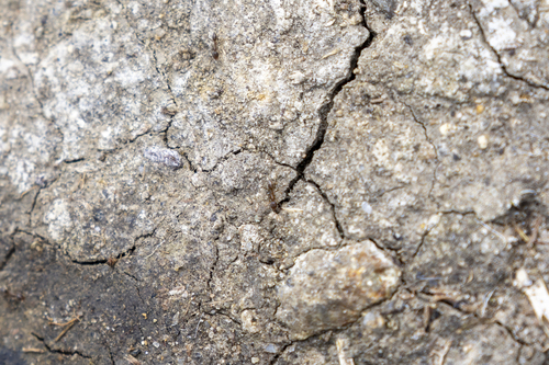 iNaturalist observation photo of Argentine Ant