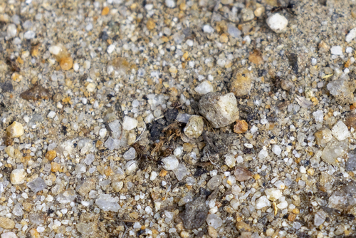 iNaturalist observation photo of Argentine Ant