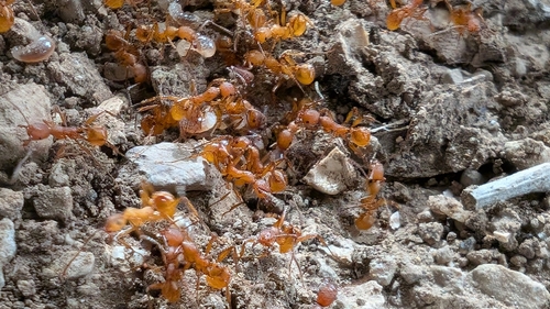 Aphaenogaster sardoa