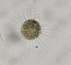 Heliozoa