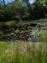 Dichanthelium spretum