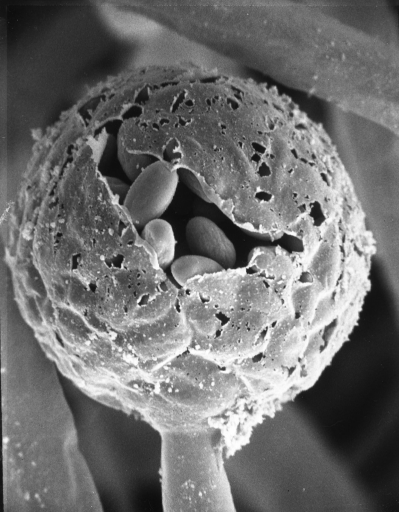 Thamnidium