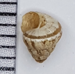 Cochlicella conoidea image