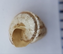 Cochlicella conoidea