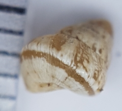 Cochlicella conoidea