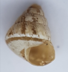 Cochlicella conoidea