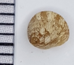 Cochlicella conoidea