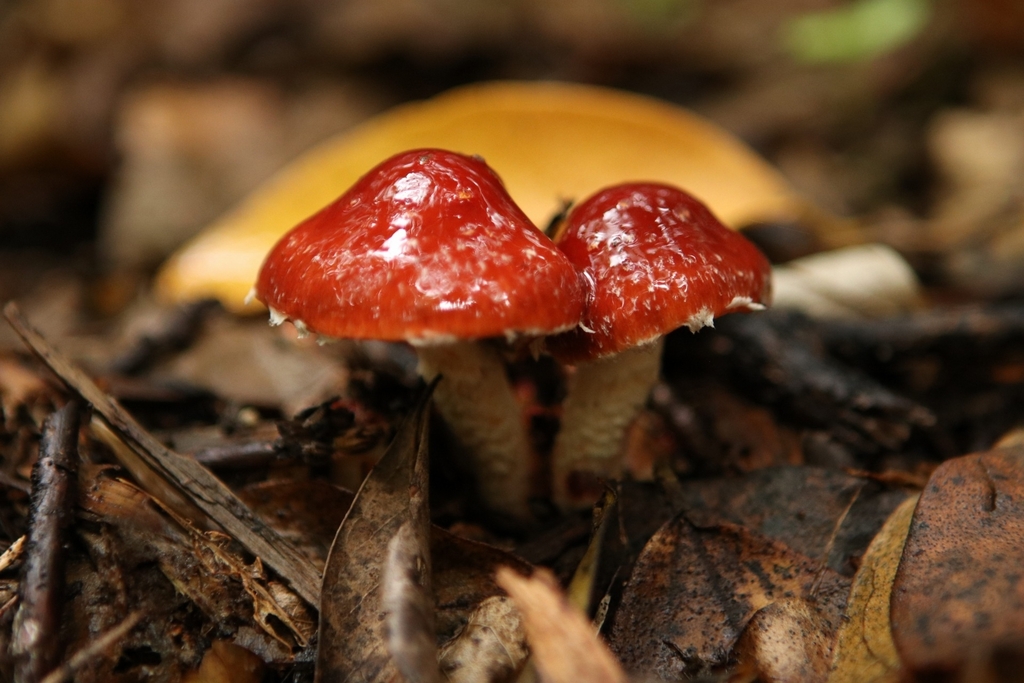 Leratiomyces ceres · April 2025 · photo: © kristen274 (iNaturalist, cc0)