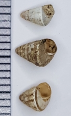 Cochlicella conoidea
