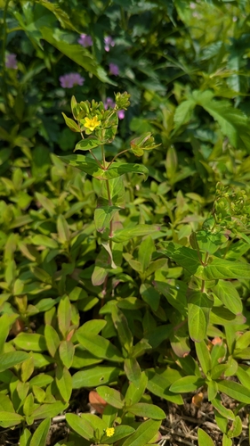 Hypericum sampsonii iNat (3)