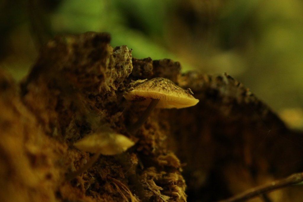 Pluteus readiarum