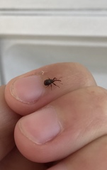 Anthonomus quadrigibbus