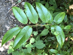 Leucothoe