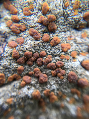 Chewing Gum Lichen