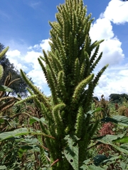 Amaranthus tricolor