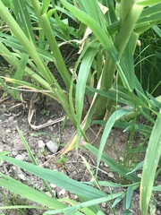 Panicum dichotomiflorum dichotomiflorum