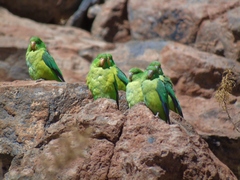 Psilopsiagon aurifrons