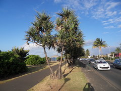 Pandanus utilis