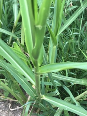 Panicum dichotomiflorum dichotomiflorum