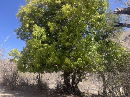 Lirio acuático (Eichhornia crassipes)
