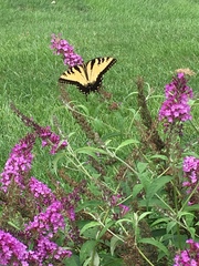 Papilio glaucus glaucus