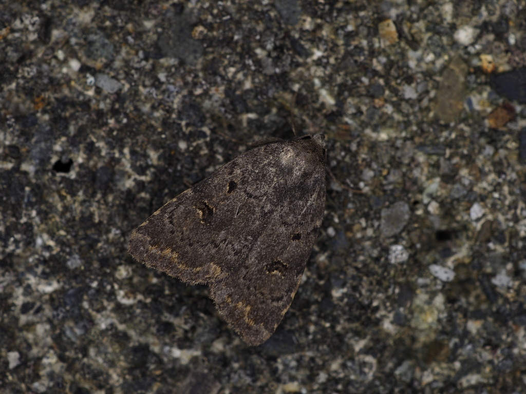 Athetis funesta