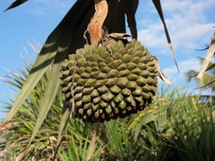 Pandanus utilis