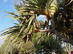 Pandanus utilis