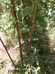 Amaranthus tricolor