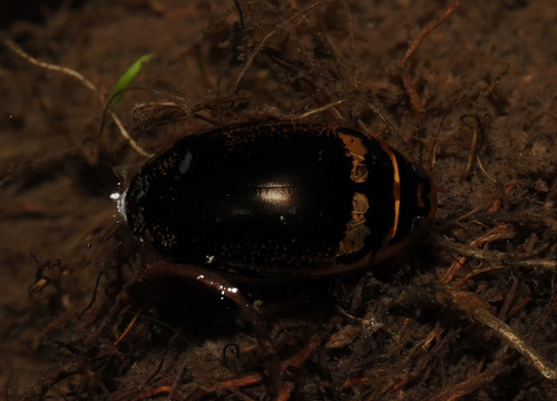 Thermonectus basillaris photo 3