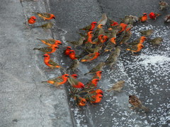 Foudia madagascariensis